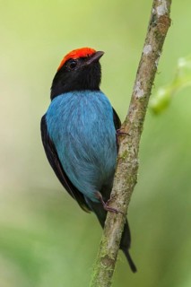 Blue Manakin (Chiroxiphia caudata) perched on a branch in the Atlantic rainforest of southeast