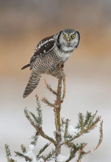 Northern Hawk-Owl (Surnia ulula), Ontario, Canada