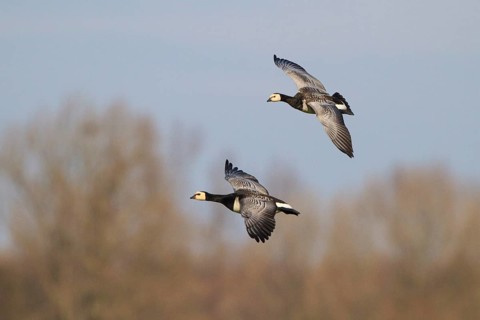 Barnacle Goose (Branta leucopsis) flying, Netherlands