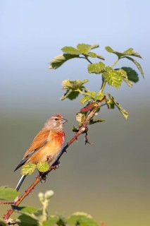 Linnet, Common Linnet, Eurasian Linnet, (Carduelis cannabin), (Acanthis cannabina), Linotte