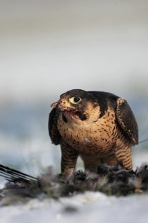 Peregrine Falcon (Falco peregrinus) male, Baden-Wuerttemberg, Germany