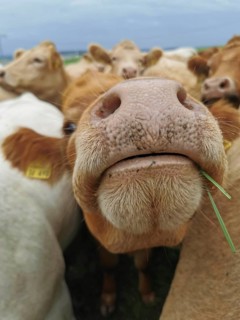 Brown cow (bos taurus) sniffs curiously at the camera, Franconian Forest nature park Park
