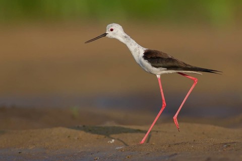 Black-winged Stilt (Himantopus himantopus) female, Subotica, Serbia