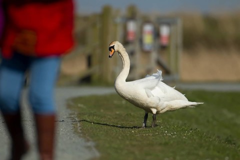 Mute swan (Cygnus olor) adult bird on a footpath with a person in the foreground, RSPB Minsmere