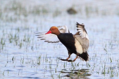Red-crested Pochard (Netta rufina) male flying, Mallorca, Spain