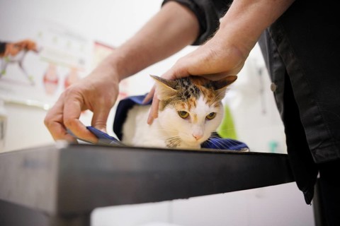 A calico cat is being carefully examined by a veterinarian at a clinic. The attentive vet gently