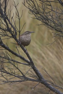 Striated Earthcreeper (Geocerthia serrana), Central Highlands, Peru