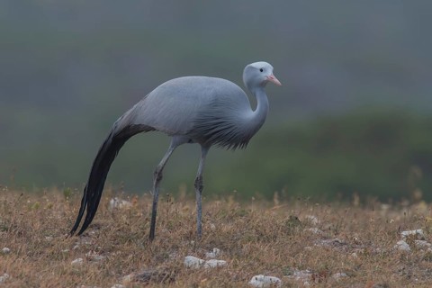 Blue Crane (Grus paradisea), South Africa