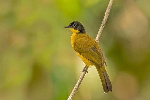 Sri Lanka-Goldbrustbülbül (Pycnonotus melanicterus) auf seinem Ansitzast im Regenwald von Sri Lanka