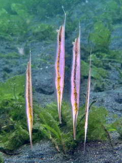 Four vertically swimming striped razorfish, razorfish (Aeoliscus strigatus) above the sandy seabed,