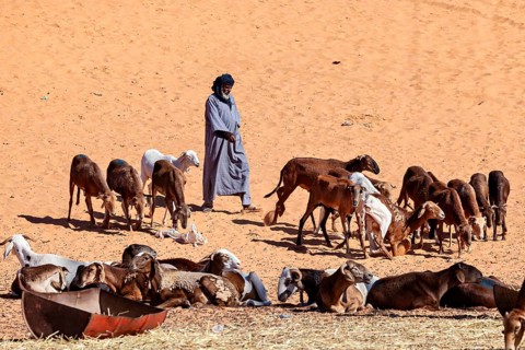 A lone shepherd stands in the sand next to a group of goats in an arid desert environment, The goat