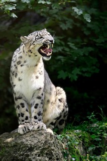 Snow leopard (Uncia uncia), adult, snarling, sitting on rocks, endangered species, captive