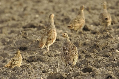 Grey Partridge (Perdix perdix), Poland