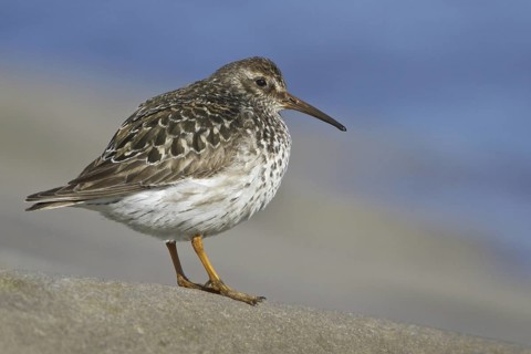 Purple Sandpiper (Calidris maritima), Manitoba, Canada