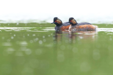 Black-necked Grebe (Podiceps nigricollis), Netherlands