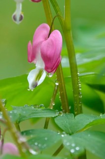 Tearful hearts after rain in April, Germany