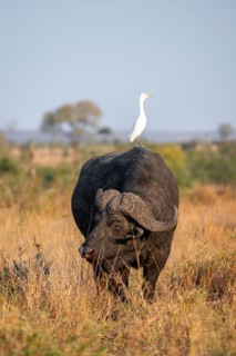 Cattle egret (Bubulcus ibis) sitting on the back of a Cape buffalo (Syncerus caffer caffer), bull