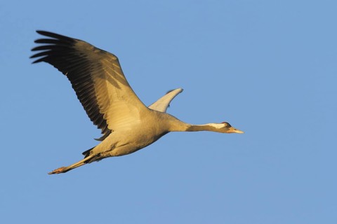 Common Crane (Grus grus), Mecklenburg-Western Pomerania, Germany
