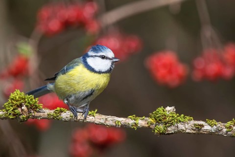 Blue tit (Parus caeruleus) on a branch covered with moss in front of red berries,
