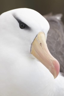 Black-browed Albatross (Thalassarche melanophris), Saunders Island, Falkland Islands