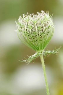 Wild carrot, summer, Germany
