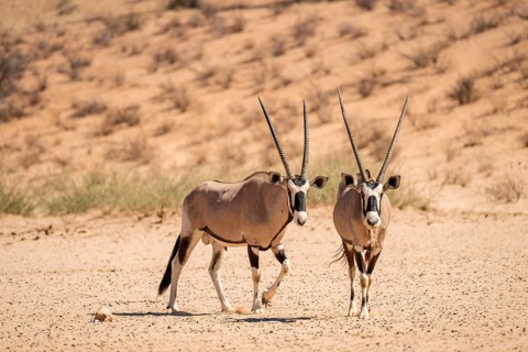 Roebuck (Oryx gazella), Kgalagadi Transfrontier National Park, Northern Cape, South Africa