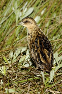 Yellow Rail (Coturnicops noveboracensis), Texas, USA
