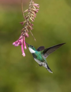 White-throated Hummingbird (Leucochloris albicollis) flying and feeding at a flower, Rio de