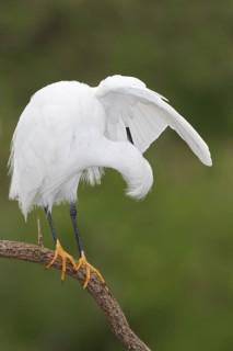 Snowy Egret (Egretta thula), Florida, USA