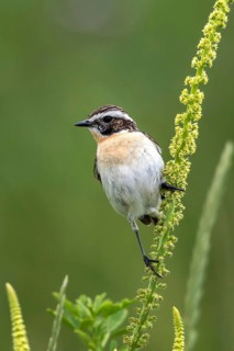 Whinchat (Saxicola rubetra) male perched on Dyer's rocket (Reseda luteola), Mecklenburg-Western