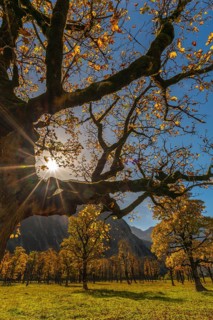 Engtal, Großer Ahornboden, Karwendel Mountains, Kalkalpen, Austria, Autumn-coloured sycamore maple