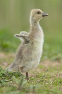 Greylag goose (Anser anser) juvenile baby gosling bird stretching its wings on grassland in summer,