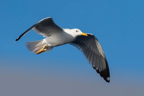 Baraba Gull (Larus fuscus barabensis) flying, Eilat, Israel