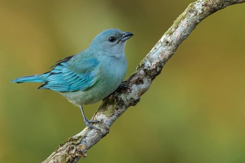 Azure-shouldered Tanager (Thraupis cyanoptera) perched on a branch in the Atlantic Rainforest