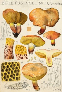 Mushroom, mushrooms, Boletus collinitus, ringless butter mushroom or ringless butter bolete or