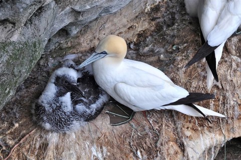 Northern gannet (Morus bassanus)