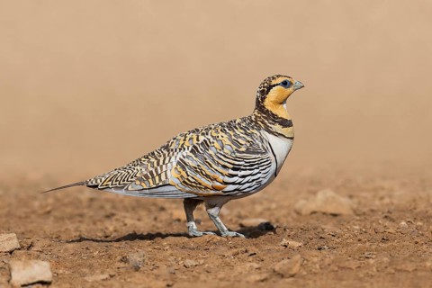 Pin-tailed Sandgrouse (Pterocles alchata) female, Negev, Israel