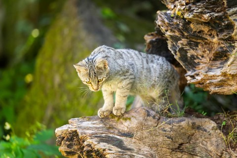 European wildcat (Felis silvestris silvestris) on an old tree trunk, Hesse, Germany