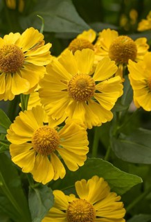 Sunflower (Helenium 'Kugelsonne'), RHS Garden Bridgewater, Great Britain