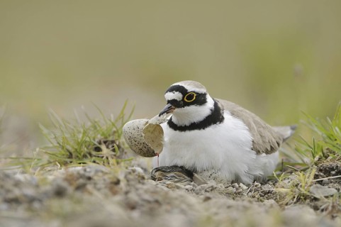 Little Ringed Plover (Charadrius dubius) nest, North Rhine-Westphalia, Germany