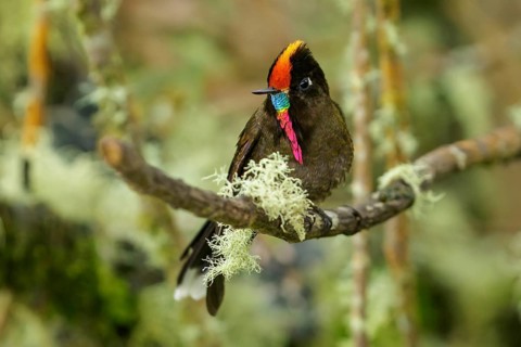 Rainbow-bearded Thornbill (Chalcostigma herrani) perched on a branch in the Andes Mountains of