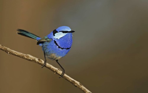 Splendid Fairywren (Malurus splendens) male, Victoria, Australia