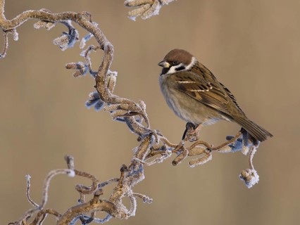 Eurasian Tree Sparrow (Passer montanus), Utrecht, Netherlands