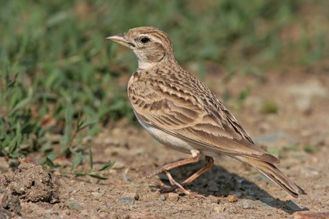 Greater Short-toed Lark (Calandrella brachydactyla), Silifke, Turkey