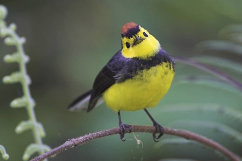 Collared Whitestart (Myioborus torquatus), Costa Rica