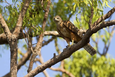 Red Goshawk (Erythrotriorchis radiatus), Queensland, Australia