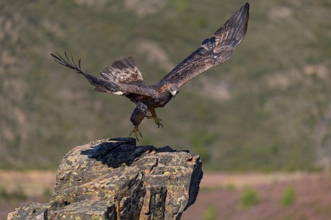 Golden eagle (Aquila chrysaetos), female landing on a lichen-covered rock, flight, flying, habitat,
