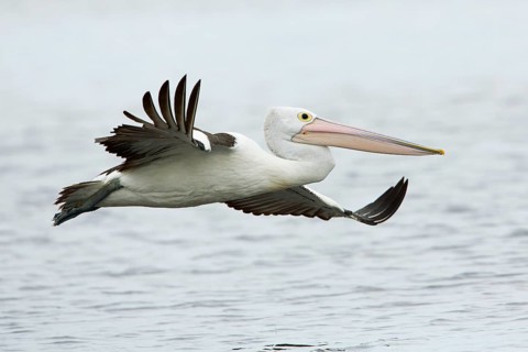 Australian Pelican (Pelecanus conspicillatus) flying, Victoria, Australia
