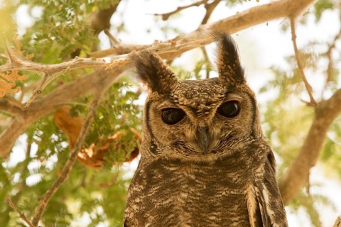 Greyish Eagle-Owl (Bubo cinerascens), Gambia