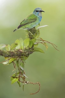 Shining Honeycreeper (Cyanerpes lucidus) female, Costa Rica